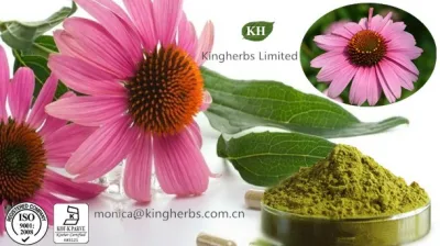 100% Natural Echinacoside Echinacea Purpurea Extract