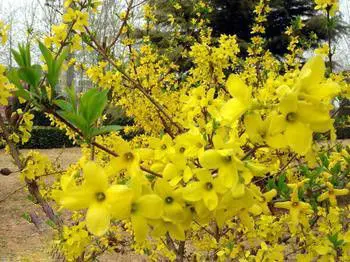 Forsythin Extract 100% Natural Weeping Forsythia Extract