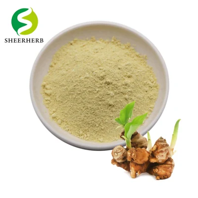 Plan Extract Antioxidant Ingredients Sophora Japonica Extract Quercetin and Kaempferol