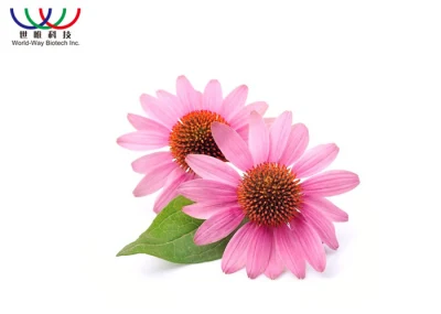 Popular Plant Extract Powder Echinacea Purpurea Extract Powder Echinacea Extract