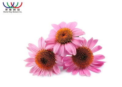 Popular Plant Extract Powder Echinacea Purpurea Extract Powder Echinacea Extract