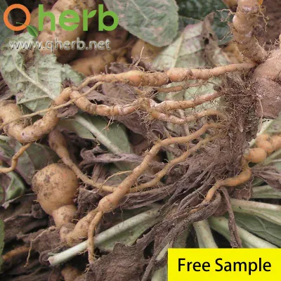 Prepared Rehmannia Root Extract