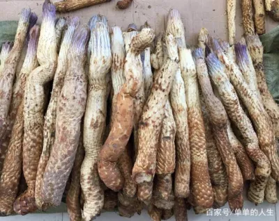 High Quality Cistanche Tubulosa Extract 3%-98% Verbascoside