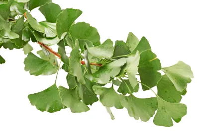 ISO Factory Supply Ginkgo Biloba Extract Powder