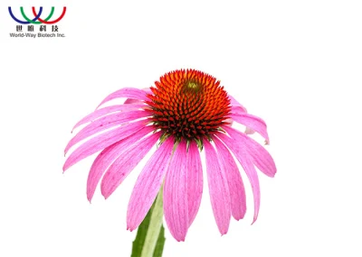 Popular Plant Extract Powder Echinacea Purpurea Extract Powder Echinacea Extract
