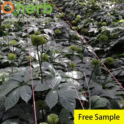 Ginsenoside Rb1 Notoginseng Root Extract HPLC Free Sample