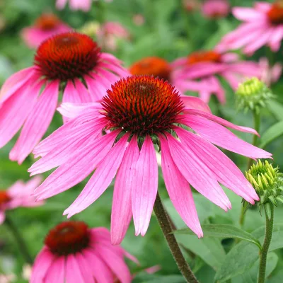 4% Cichoric Acid by HPLC Water Fully Soluble Echinacea Extract Without Any Residue