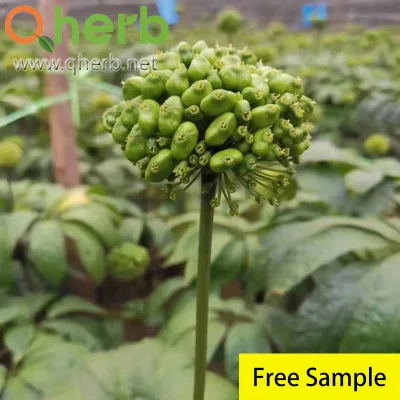 Ginsenoside Rb1 Notoginseng Root Extract HPLC Free Sample