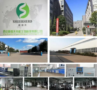 Hight Quality Plant Extract Finger Root Extract Boesenbergia Rotunda Powder
