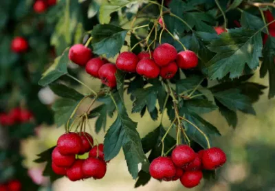 Natural Hawthorn Extract Vitexin 1.8%-10% Flavonoids 5% -60%