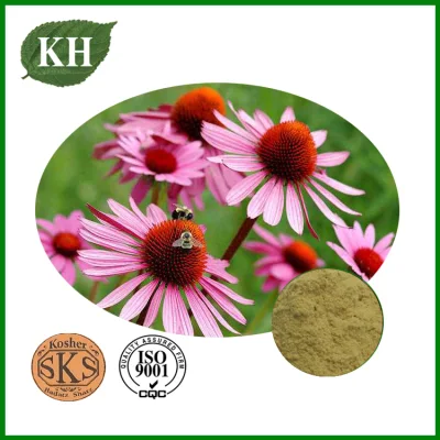 Natural Echinacea Purpurea Extract Cichoric Acid Echinacosides