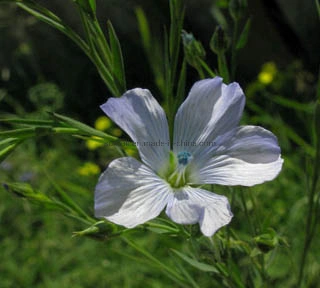 Factory Supply Flax Seed Extract with Secoisolariciresinol Diglucoside (SDG) 10%, 20%, 40%, 70%, 95%, 98%