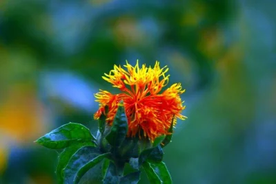 ISO Certified Factory Chinese Medicine Safflower Crocus Sativus Extract Safflomin a Saffron Extract Powder