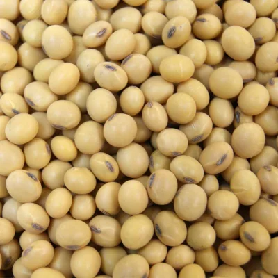 Soybean Isofalvone Soybean Extract Powder