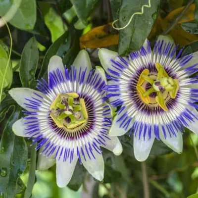 Hot Sale Flavonoids 4%, 5%; Vitexin 1.2%~4% Passionflower Extract