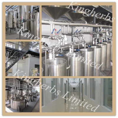 Forsythin Extract 100% Natural Weeping Forsythia Extract