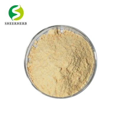 100% Pure Natural Bulk Finger Root Extract Boesenbergia Rotunda with Best Price