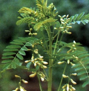 Astragalus Extract Polysaccharide and Astragaloside as Immunity Enhancer