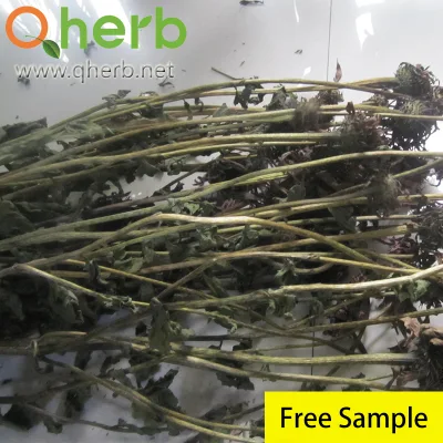 Caftaric Acid Chicoric Acid Chlorogenic Acid Dodecatetraenoic Acidisobutylamides 4% Polyphenols HPLC Echinacea Purpurea Extract