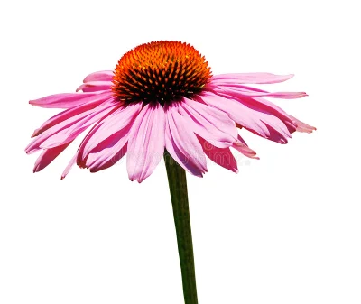 4% Cichoric Acid by HPLC Water Fully Soluble Echinacea Extract Without Any Residue