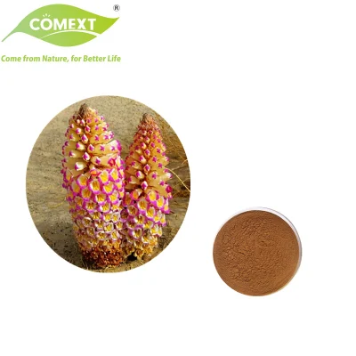 Comext Factory OEM 1-45% Echinacoside 1-20% Acteoside Plant Extract Cistanche Tubulosa Powder