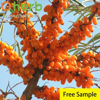 5% Flavone Hippophae Rhamnoides Extract
