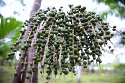 Natural Anti-Oxydant Acai Berry Extract Acai Berry Powder