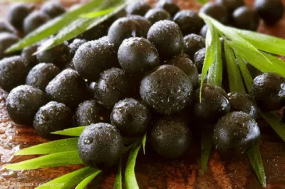 Natural Anti-Oxydant Acai Berry Extract Acai Berry Powder
