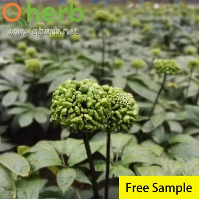Ginsenoside Rb1 Notoginseng Root Extract HPLC Free Sample