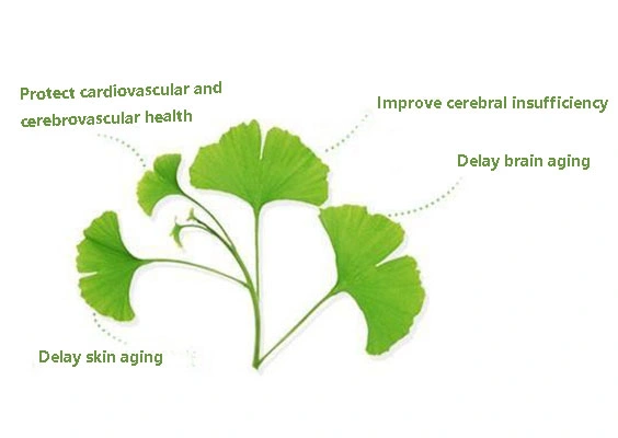 Wholesale Bulk Ginkgo Biloba Egb 761 Dhc Ginkgo Biloba Extract Ginkgo Biloba Extract