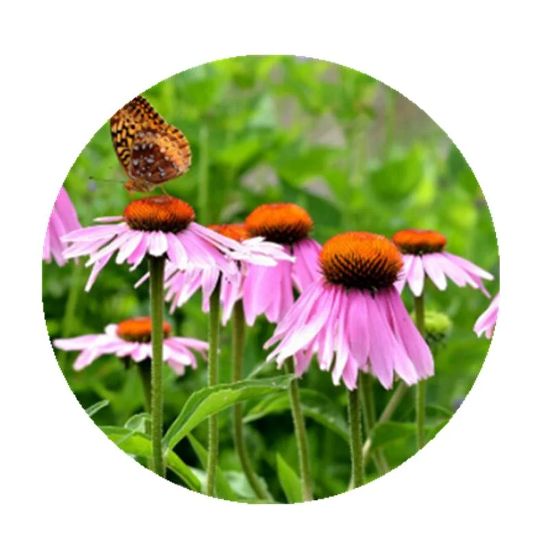 ISO Factory Echinacea Extract 4% Cichoric Acid Echinacea Purpurea Echinacea Extract Powder