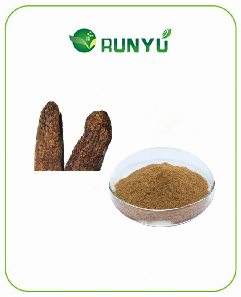 Cistanche Deserticola Extract Verbascoside Powder