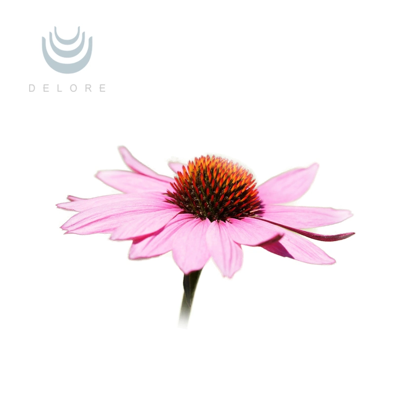 Echinacea Purpurea Extract Echinacea Herb P. E. Echinacea Extract Polyphenols 4%-10% Cichoric Acid