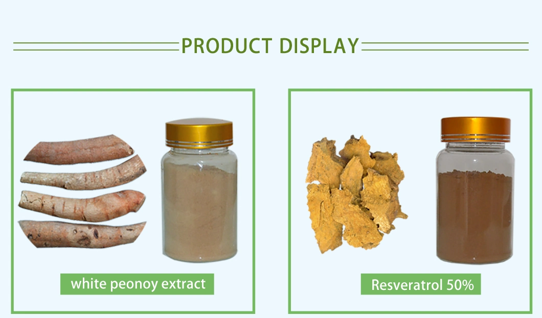 Panax Notoginseng Raw Powder 100 Mesh Total Saponins 5% HPLC