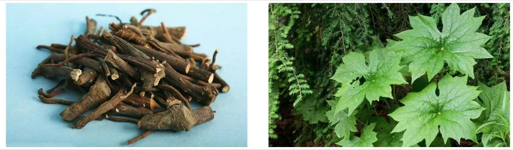 E. K Herb Plant Extract Factory Natural Podophyllin Extract Raw Material 50% Podophyllin Extract Powder