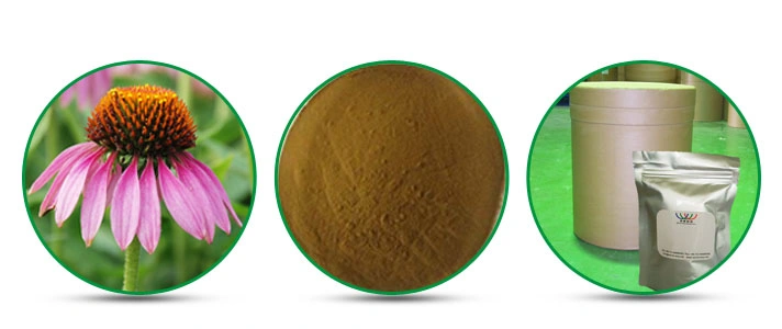 GMP Manufacturer Water Soluble Echinacea Purpurea Extract