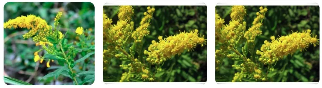 E. K Herb Factory Health Products Anti-Bacterial Plant Extract Goldenrod Extract Powder 10: 1 Goldenrod Extract