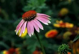 100% Natural Echinacoside Echinacea Purpurea Extract