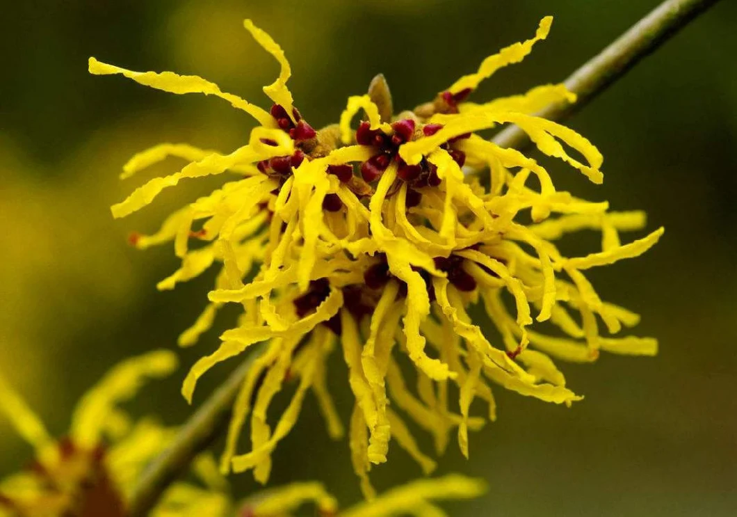 Hamamelis Extract/ Witch Hazel Extract Natural Source Soothing Whitening Moisturizing Convergence Antibacterial