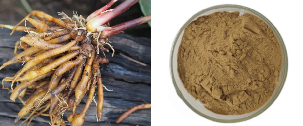 100% Organic Food Grade Fingerroot Extract 4: 1 10: 1 Boesenbergia Rotunda Extract Powder