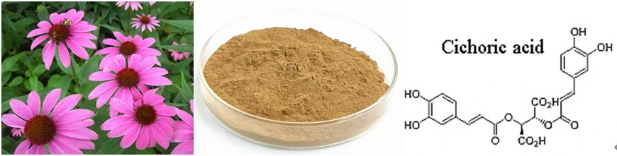 Factory Supply Echinacea Extract with Cichoric Acid 1~4%