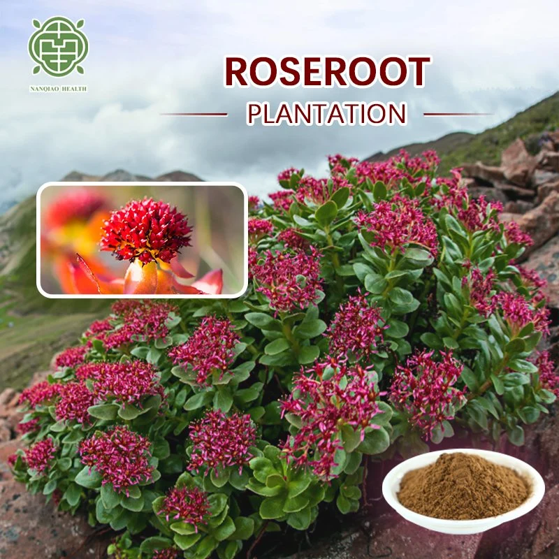 Nanqiao ISO Factory High Quality Pure Natural Rhodiola Rosea Extract Powder 1%-10%, Rosavin: 2%-10%, Total Rosavins 3%-12%