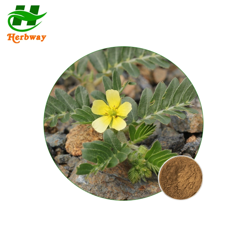 Herbway Plant Extract Natural Sexual Enhancement Tribulus Terrestris Extract 20%Tribuloside E