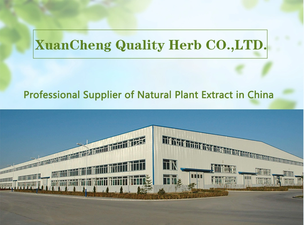 2% Forsythin Forsythia Extract