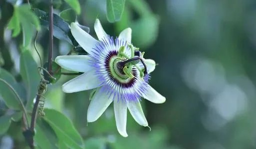 E. K Herb Plant Extract Factory Supply Passion Flower Extract Passionflower Extract Passiflora Coerulea L.