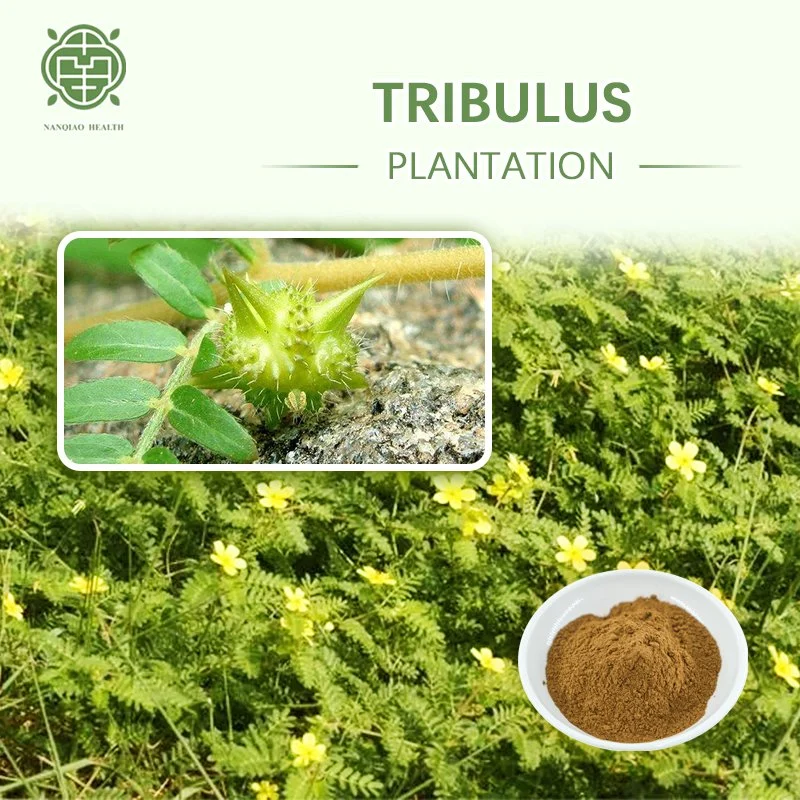 Nanqiao Tribulus Terrestris Extract 10: 1 Powder Tribulus Terre Fruit Extract 98% Tribulus Terrestris Saponins CAS 22153-44-2 Aphrodisiac Tribuloside