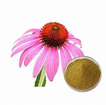 100% Natural Echinacoside Echinacea Purpurea Extract