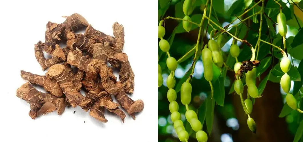 Plan Extract Antioxidant Ingredients Sophora Japonica Extract Quercetin and Kaempferol