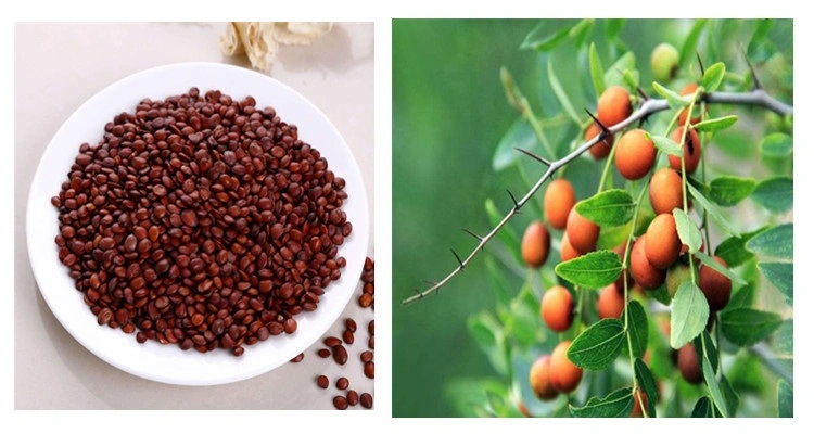 E. K Herb Leading China Manufacturer 100% Pure Organic Semen Ziziphi Spinosae Extract /Jujube Kernel Extract/Spina Date Seed Extract with 2% Jujubosides in Bulk