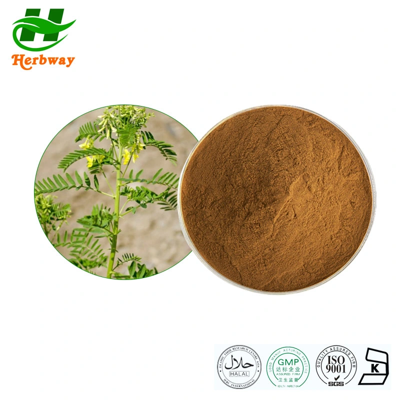 Herbway Herbal Extract Kosher Halal Fssc HACCP Certified Astragaloside 0.3%~98% Immunity Enhancer Astragalus Root Extract